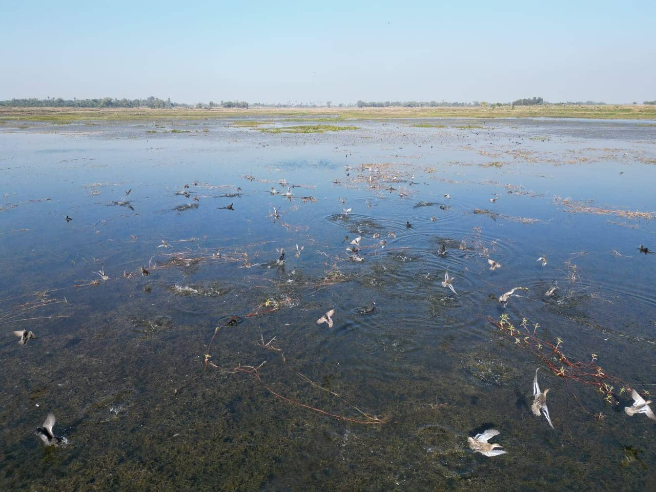 विश्व पटल पर दर्ज हुआ साहिबगंज का पहला रामसर साइट, अब उधवा झील से पूरी दुनिया सुनेगी पक्षियों का कलरव, पढ़ें इसकी खासियत