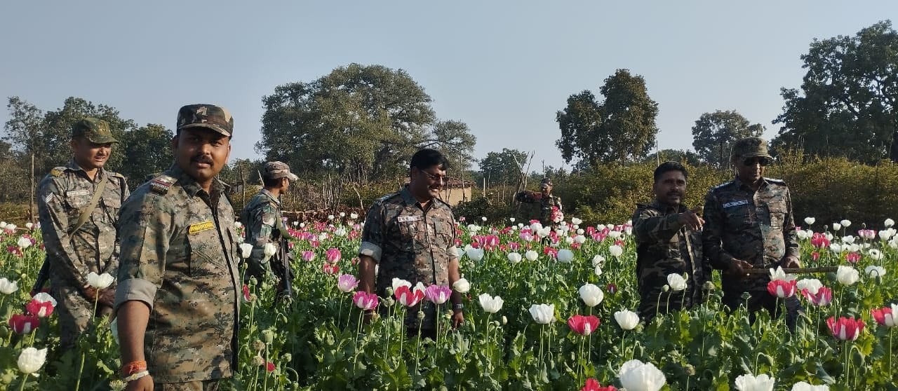 हजारीबाग: जब एसपी खुद पोस्ते की खेत में उतरे और भांजने लगे लाठियां, 50 एकड़ में लगी खेती को किया नष्ट