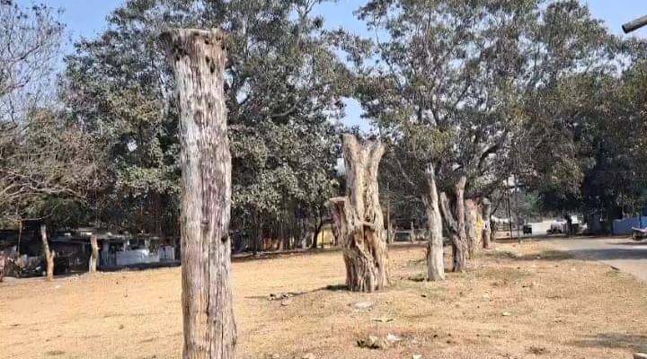 जमशेदपुर: जुस्को ने उखाड़े कई पेड़ पर प्लांटेशन के नाम पर हुई सिर्फ खानापूर्ति, अधिकारियों की लापरवाही से सूखे पेड़