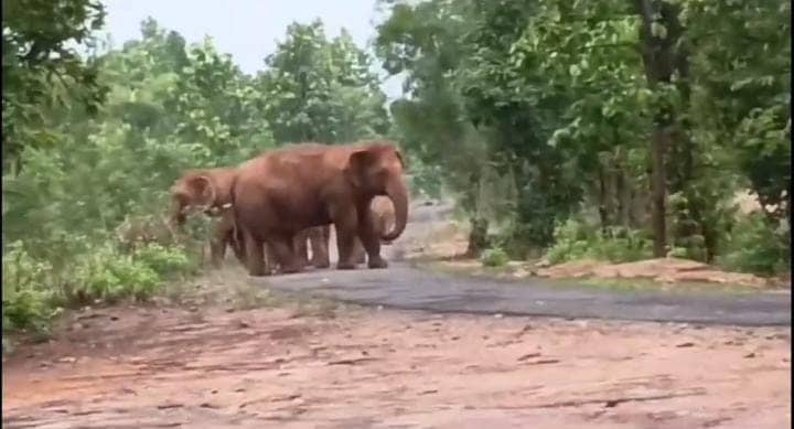 बाघ के बाद लौहनगरी में जंगली हाथियों ने मचाया ताडंव, घरों में दुबकने को मजबूर हुए इस इन इलाकों के लोग, पढ़ें क्या कह रहा वन विभाग