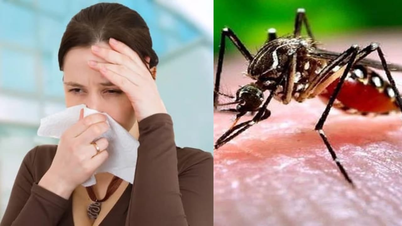 Health: तापमान के असामन्य बदलाव से एलर्जी का बढ़ा खतरा, तापमान बढ़ने से डेंगू मच्छर मचा सकता है कोहराम