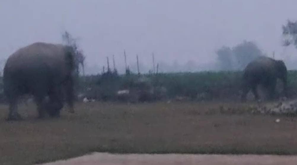 Bihar News:नेपाल सीमा से घुसे जंगली हाथियों का किशनगंज में आतंक, फसलों को किया बर्बाद, लोगों में दहशत