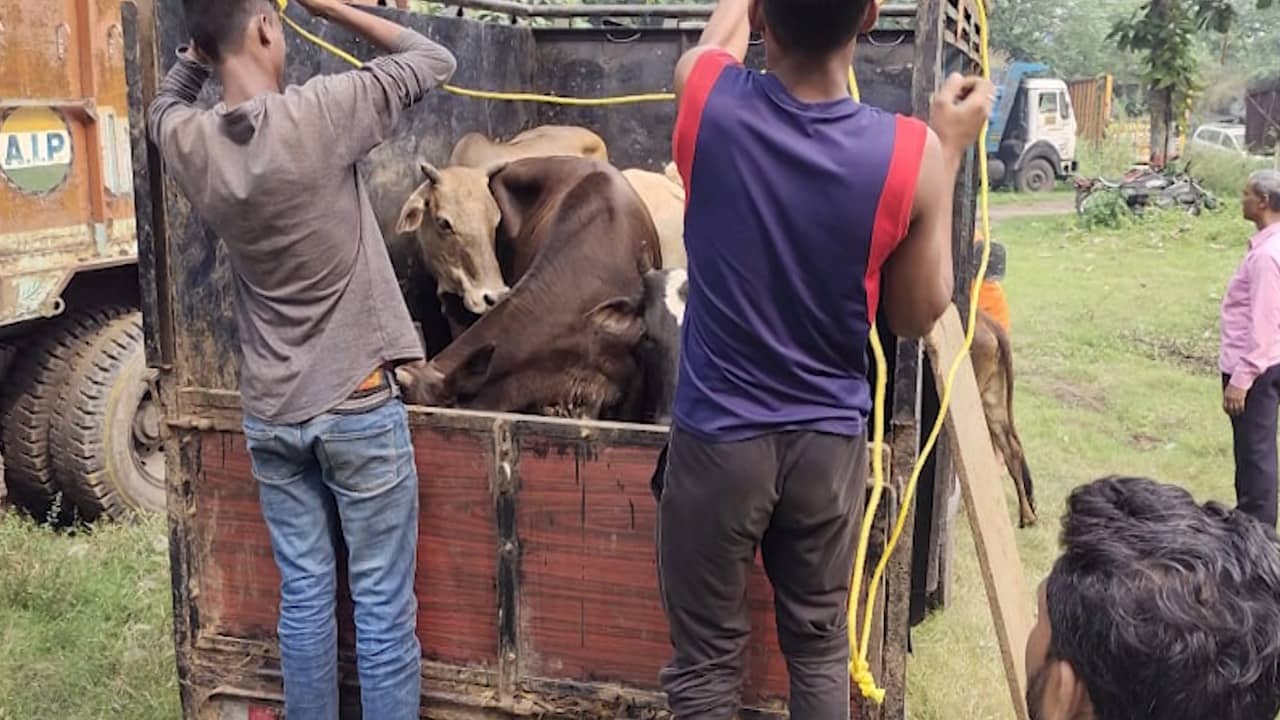 कोल तस्करी की तर्ज पर पशु तस्करी भी धडल्ले से जारी, रोजाना ढाई सौ वाहन से पशु भेजे जा रहे बंगाल
