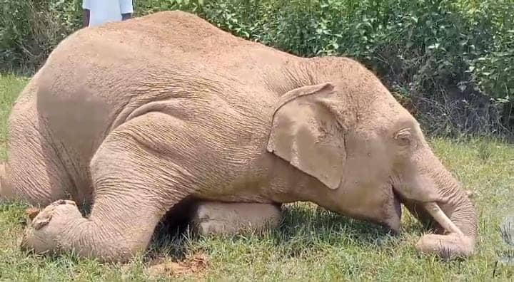 हथियों की सुरक्षा में विफल हो रहा वन विभाग! सरायकेला के आमड़ा बेड़ा में फिर विशालकाय दांतेल हाथी की मौत