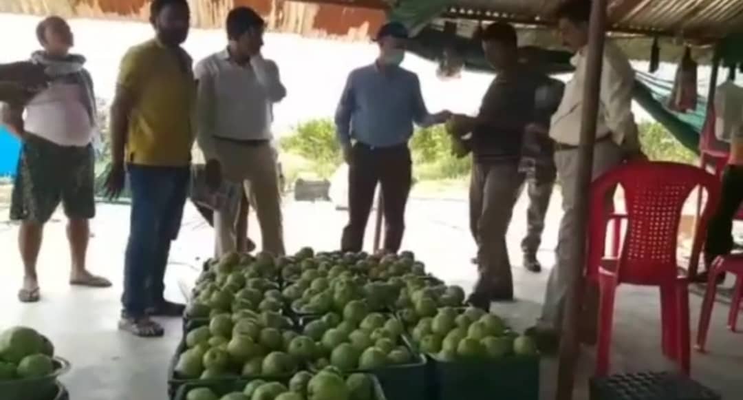 पलामू में फल रहे थाईलैंड के अमरुद, बंजर जमीन पर हरित क्रांति