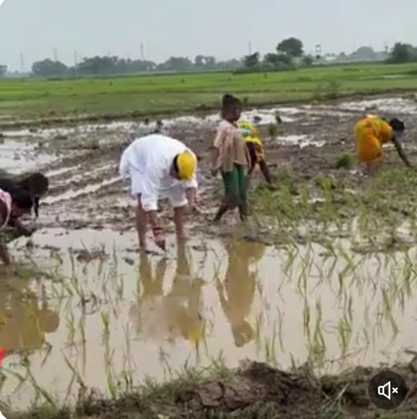 Jharkhand से लेकर Bihar तक नेताओं का खेत में धान रोपने का क्यों है बढ़ गया है क्रेज, पढ़िए