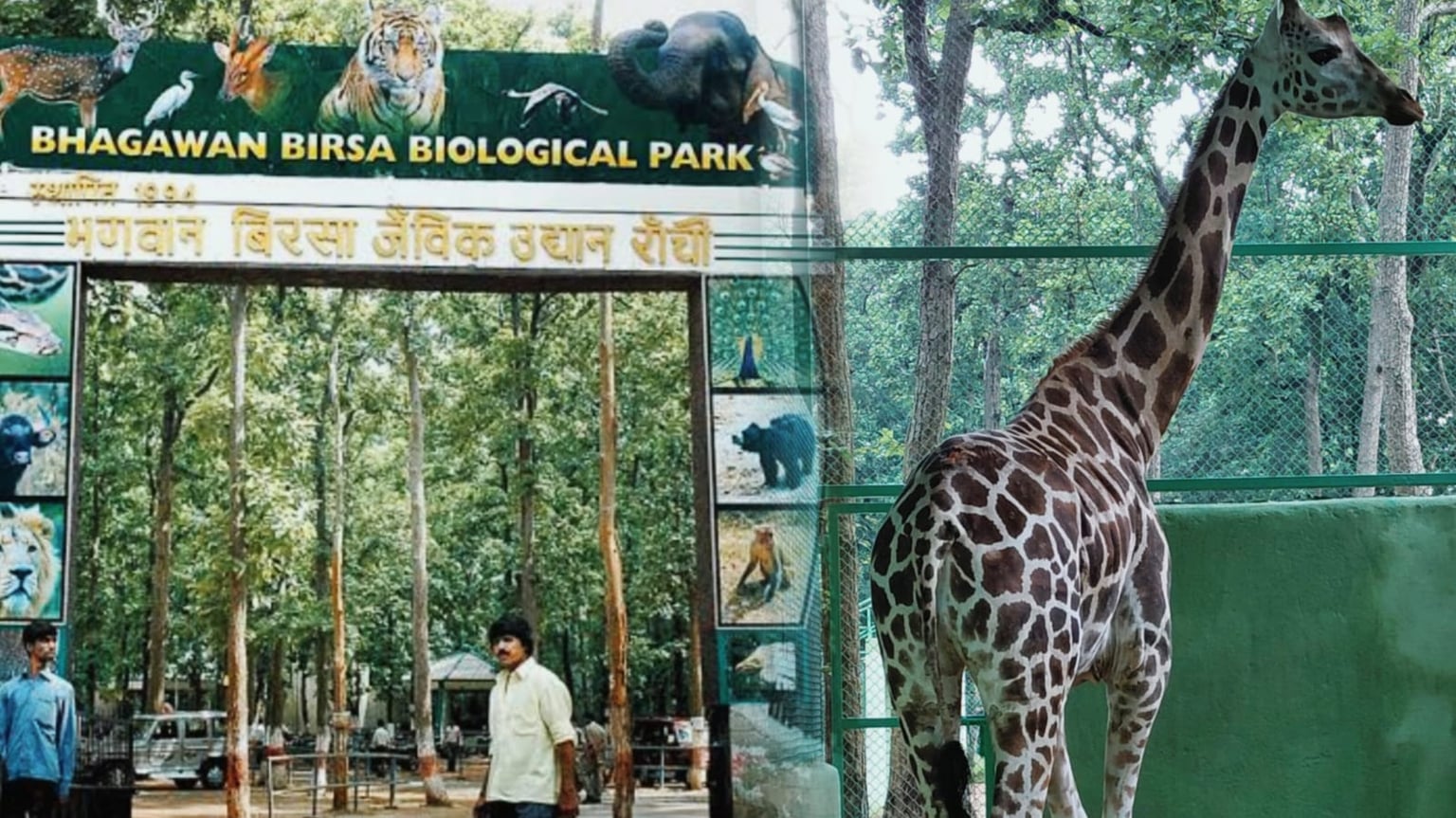 राँची: ओरमांझी चिड़िया घर में जिराफ़ की मौत, पोस्टमार्टम रिपोर्ट के बाद हडकंप, जिम्मेदार कौन !
