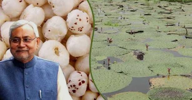 मखाना उत्पादन को बढ़ावा के लिए बिहार सरकार की नई योजना,नए किसानों को मिलेगी सहायता राशि,इस दिन से करें आवेदन