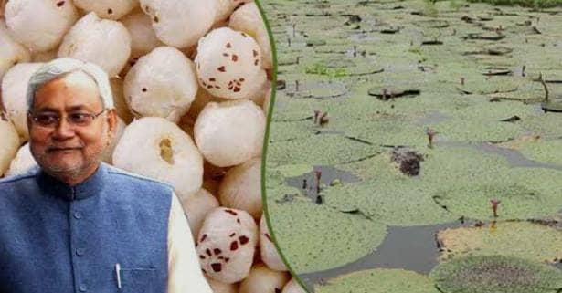 मखाना उत्पादन को बढ़ावा के लिए बिहार सरकार की नई योजना,नए किसानों को मिलेगी सहायता राशि,इस दिन से करें आवेदन