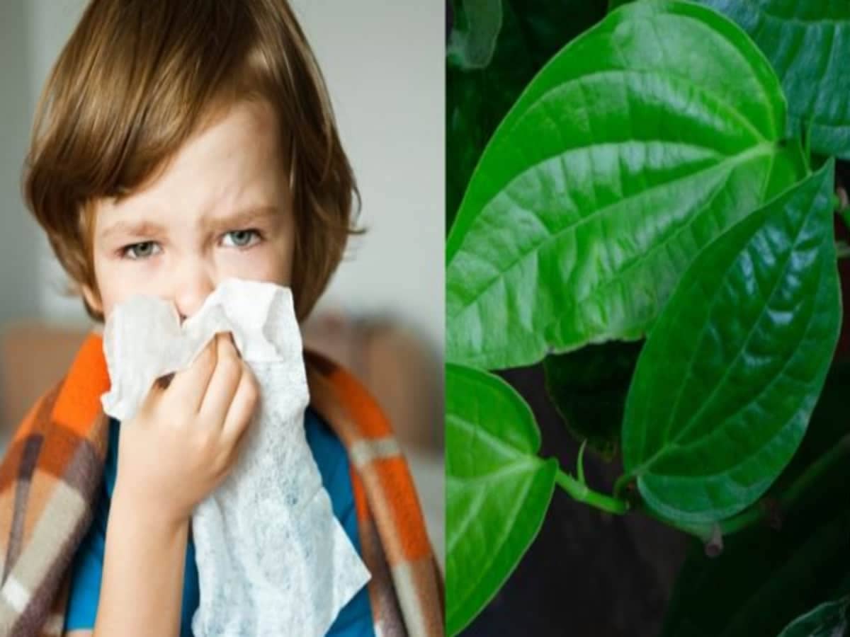 सर्दी-खांसी के लिए रामबाण है पान का पत्ता, ऐसे करेंगे इस्तेमाल तो तुरंत मिलेगा आराम