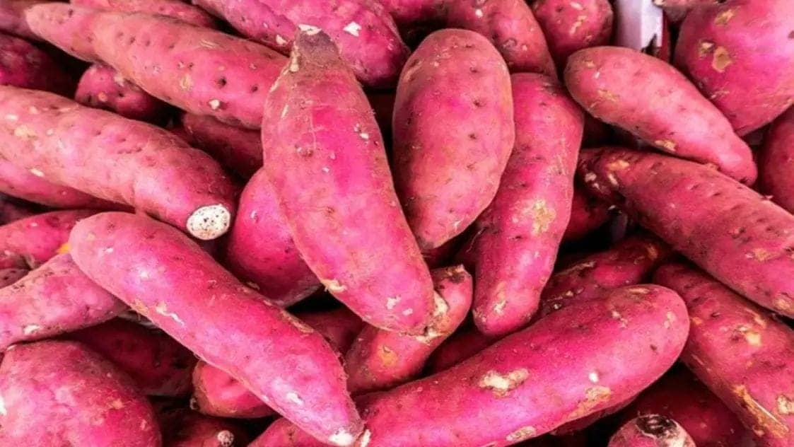 सर्दी में रोज़ खाएं शकरकंद, सेहत को मिलेगा सुपर बूस्ट, जानें इसके 5 कमाल के फायदे