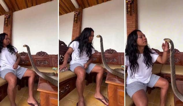 पहले किंग कोबरा से मिलाई आंखें फिर सहलाया फन,शख्स का वीडियो देख सहम गए लोग, आप भी देखिये