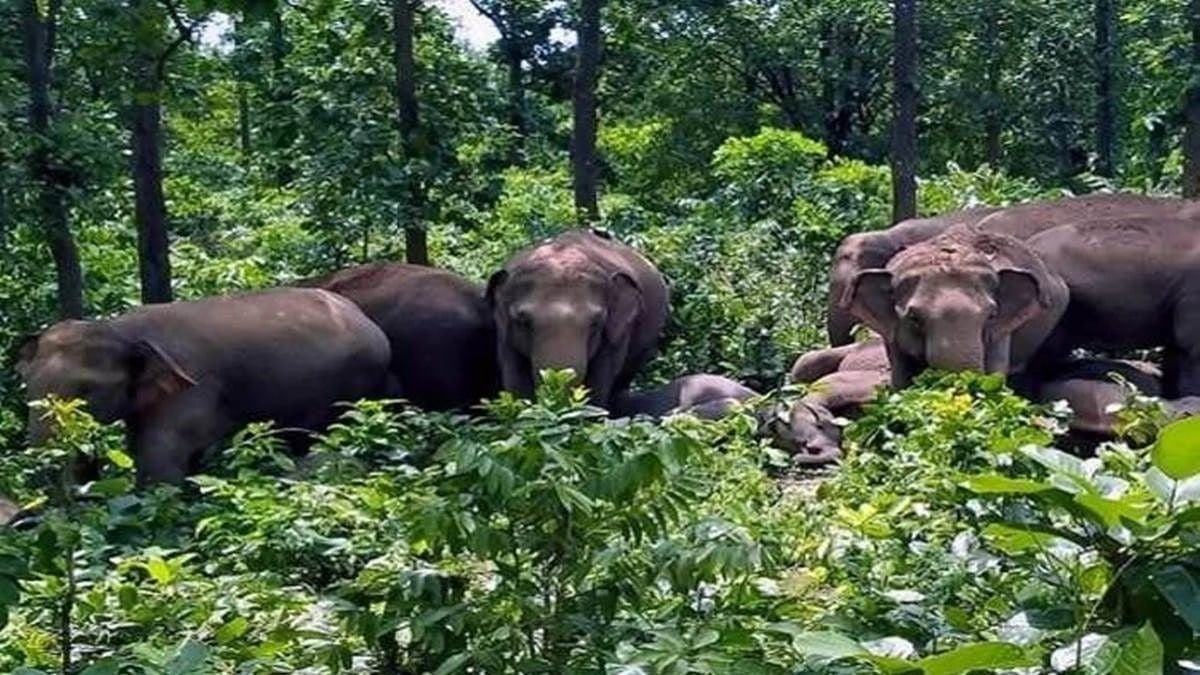 लातेहार में जंगली हाथी के हमले से युवक की मौत, खेत में सिंचाई के दौरान हादसा