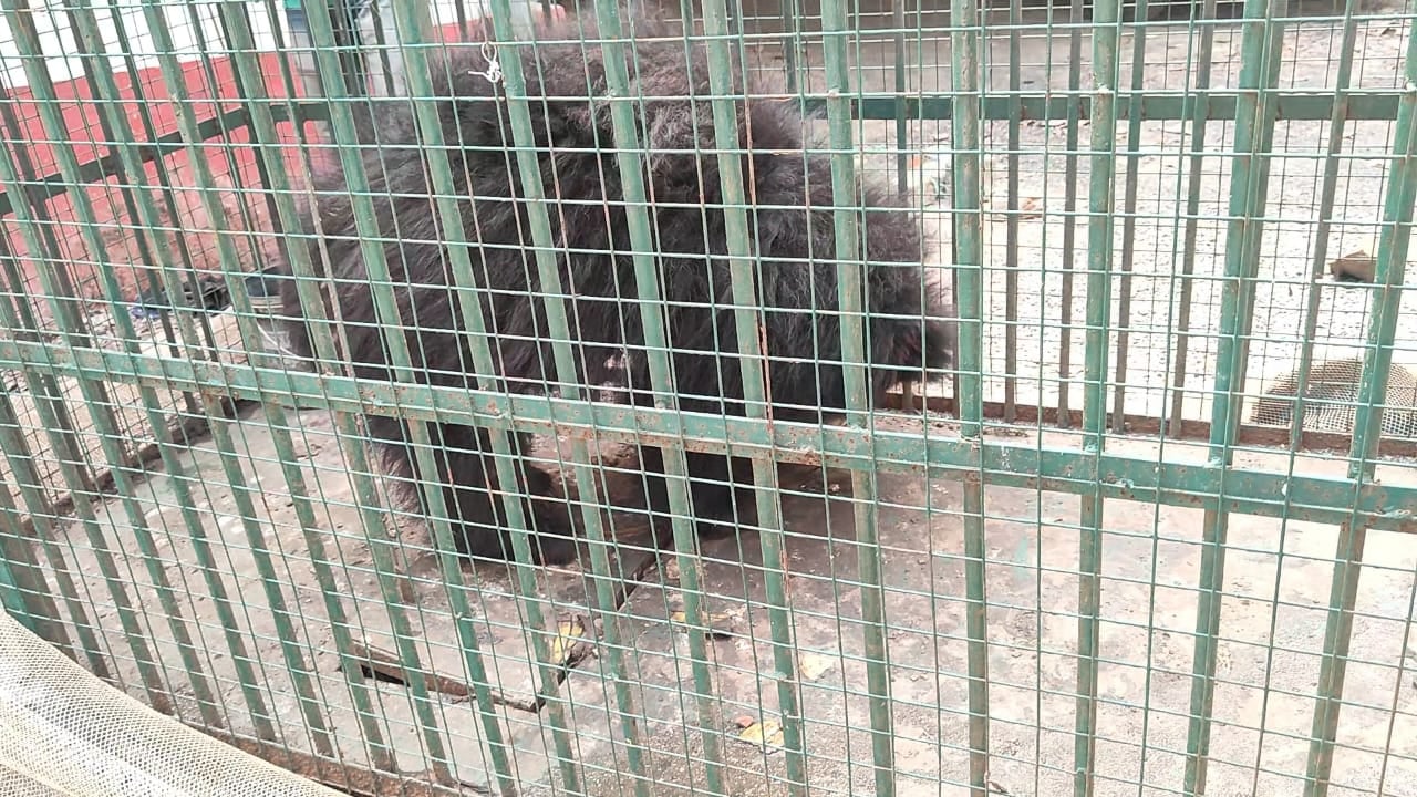 साहिबगंज के पतना में वन विभाग की बड़ी कार्रवाई , अवैध रूप से बंधक बनाये गए भालू का रेस्क्यू