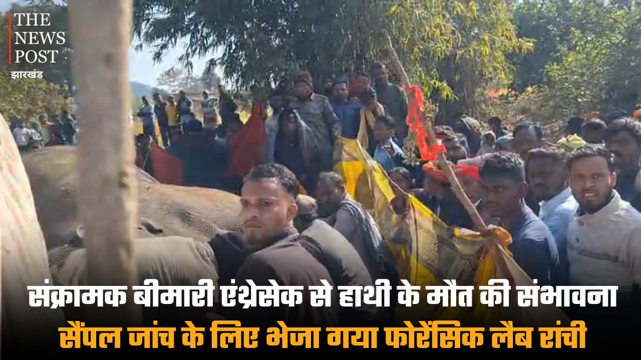 रामगढ़ में संक्रामक बीमारी एंथ्रेसेक से हाथी के मौत की संभावना, सैंपल जांच के लिए भेजा गया फोरेंसिक लैब रांची