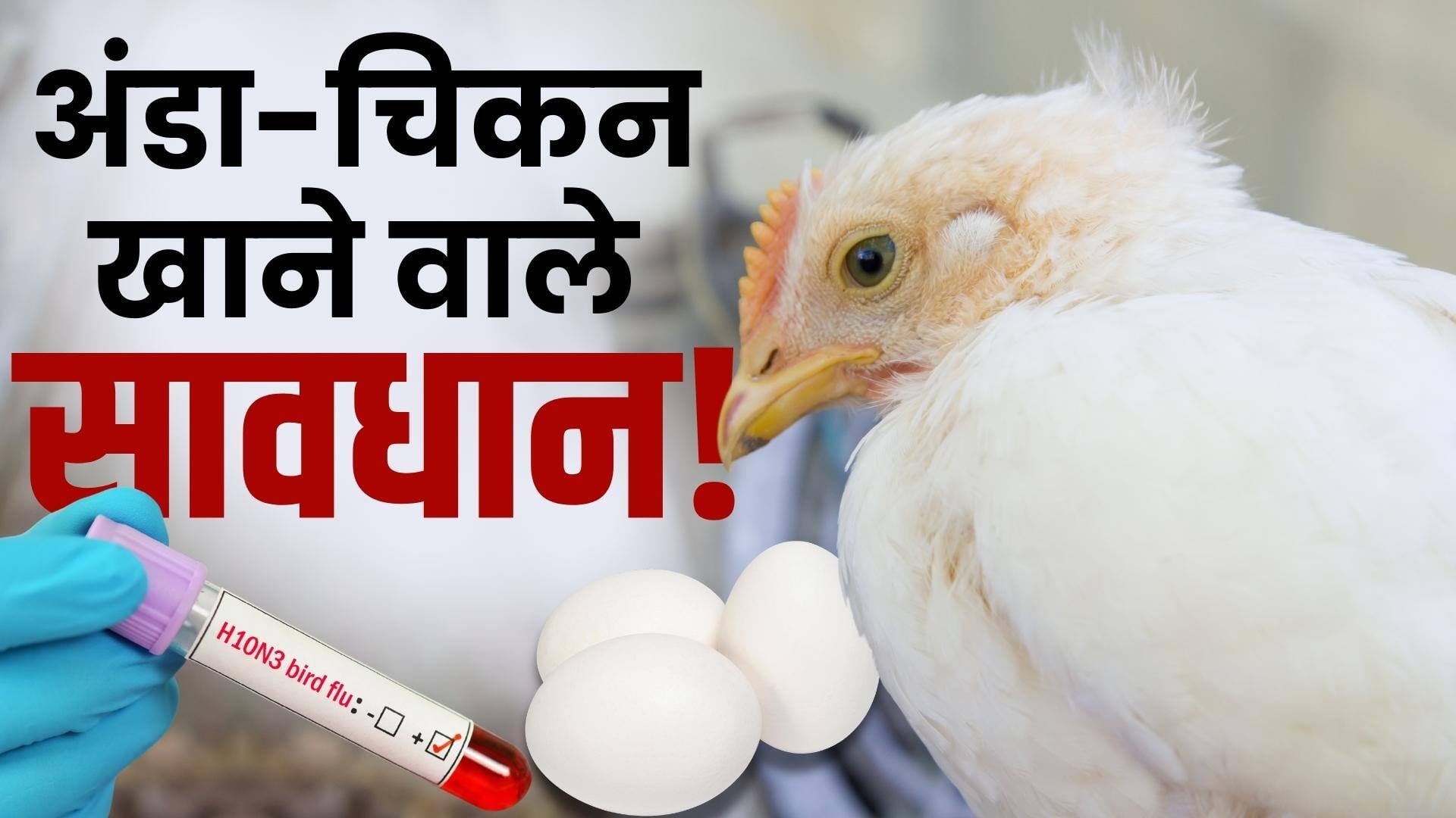 नॉनवेज के शौकीन हो जाएं सावधान! बिहार में बर्ड फ्लू की दस्तक के बाद हड़कंप, अब तक इतने पक्षियों की हो चुकी है मौत
