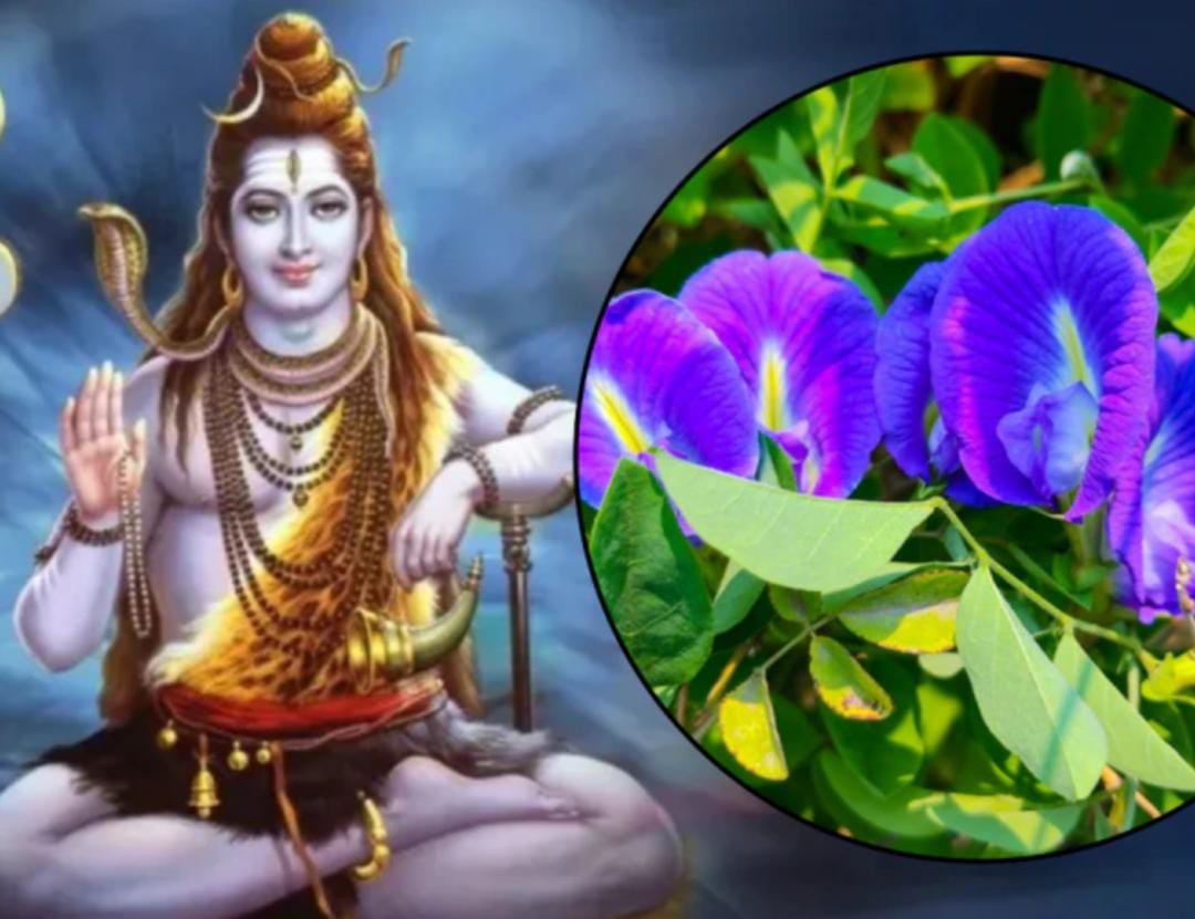 Mahashivratri 2026: Offer these flowers to Lord Shiva this Shivaratri, to remove job and financial problems ।Mahashivratri 2026:इस शिवरात्रि भगवान शंकर पर जरुर चढ़ाये ये फूल, दूर होगी नौकरी, पैसों की समस्या