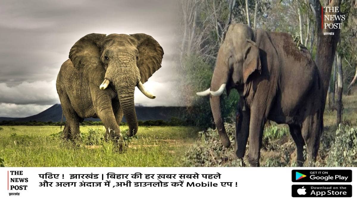 झारखंड के पागल हाथी को कर्नाटका की हथिनी करेगी काबू,वन विभाग ने 6 कुनकी हाथी लाने की शुरू की तैयारी