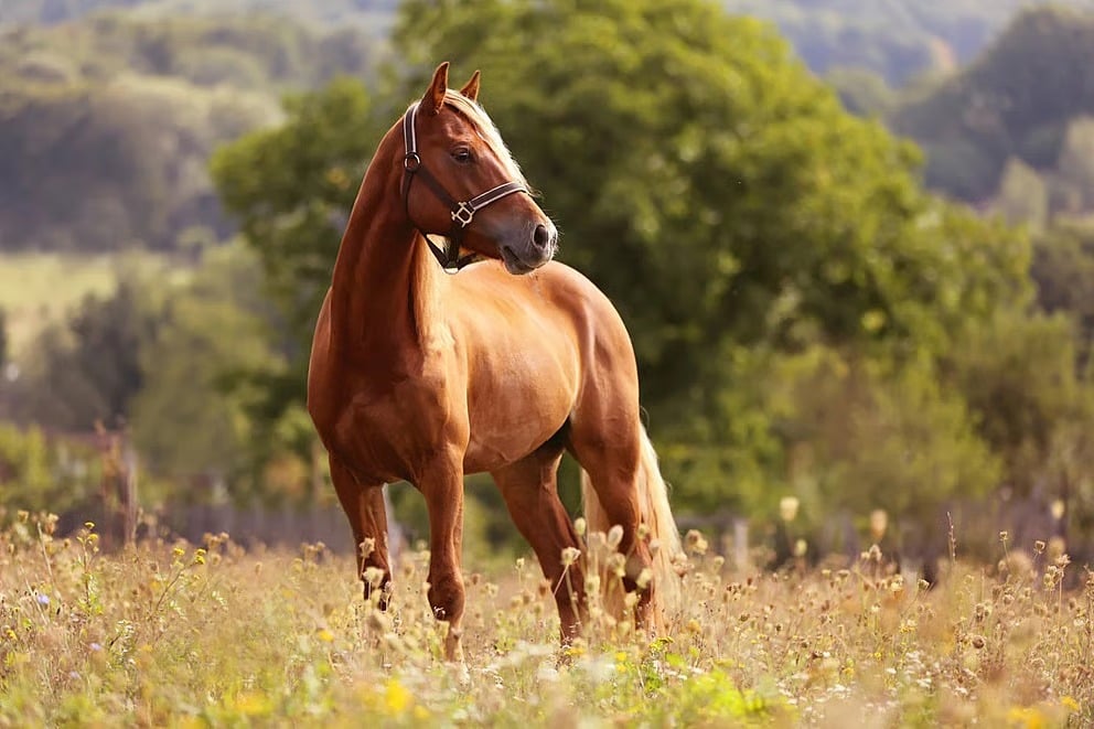 Two children were hit by an out-of-control horse, one dead and the other seriously injured. Find out where the incident took place |बेकाबू घोड़े की चपेट में आईं दो मासूम, एक की मौत, दूसरी गंभीर, जानिए कहाँ का है मामला