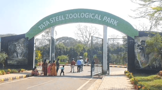 The roar of African lions will echo in Tata Zoo, a pair of African lions brought from Hyderabad | टाटा जू में गूंजेगी अफ्रीकन शेरों की दहाड़, हैदराबाद से लाया गया अफ्रीकन शेरो का जोड़ा