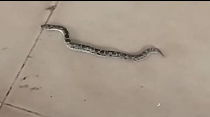 गोड्डा डाकघर में पार्सल से निकला सांप ! मची अफरा-तफरी