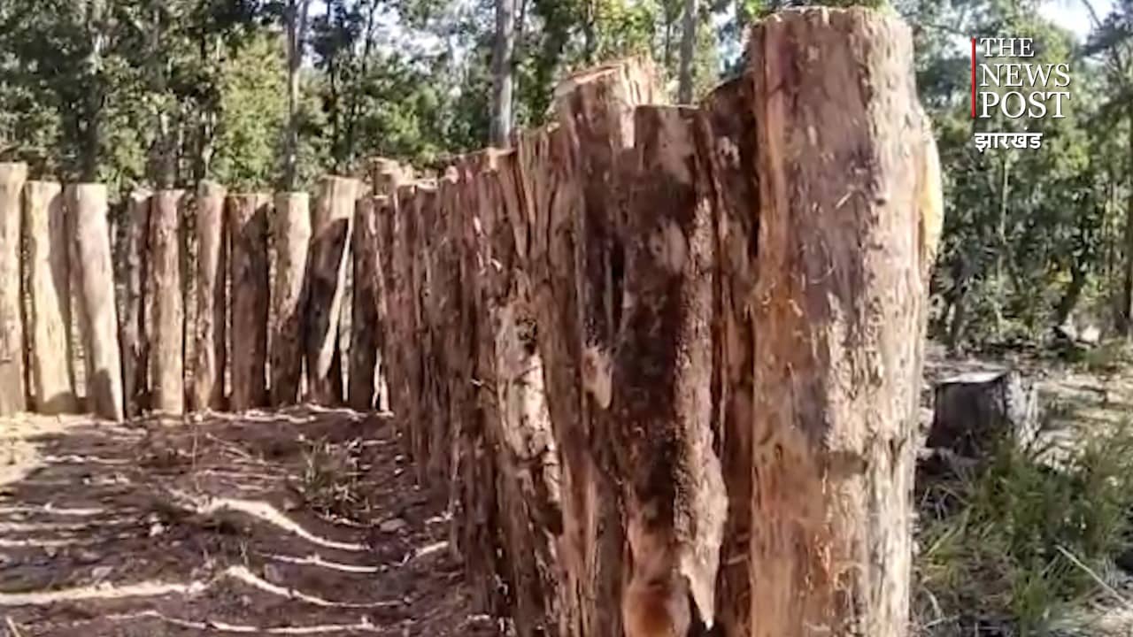 पेशरार में लकड़ी माफिया के कारण जल, जंगल, जमीन का अस्तिव संकट में, नक्सल क्षेत्र का बहाना बना कर वन विभाग मौन