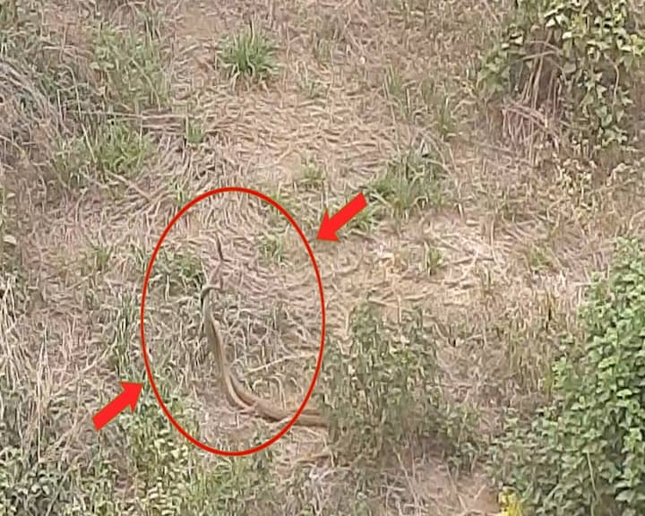 धनबाद के धैया में घंटो अलिंगनबद्ध दिखे नाग -नागिन