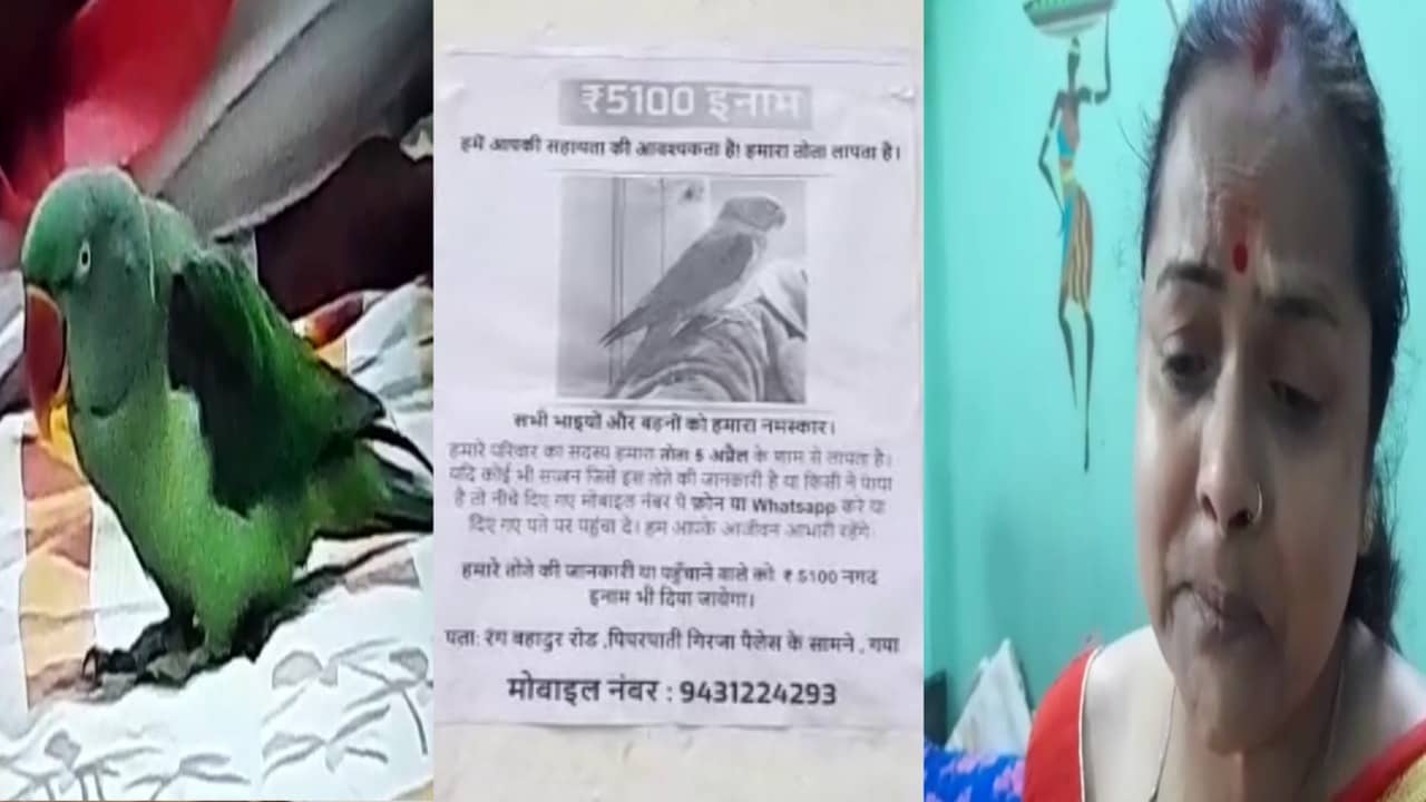 कोई तो ला दो मेरा तोता : शहर भर में चस्पा हुआ 'पोपो' का इश्तेहार, खोजने वाला होगा मालामाल