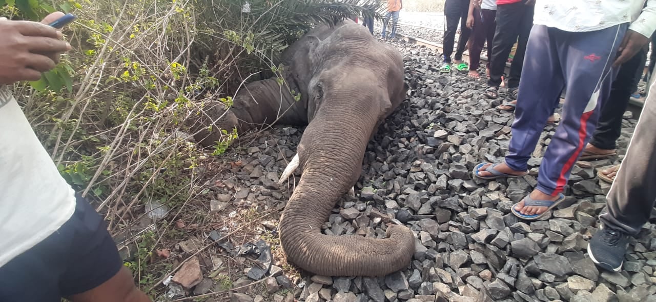 BIG BREAKING : गुड्स ट्रेन की चपेट में आने से हाथी की दर्दनाक मौत, 7 घंटे तक ट्रेन परिचालन रहा ठप