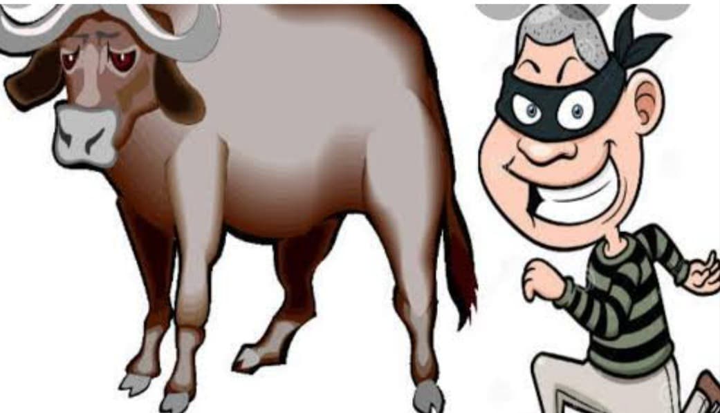 नाटकीय अंदाज में ग्रामीणों ने मवेशी चोर को पकड़ा, किया पुलिस के हवाले