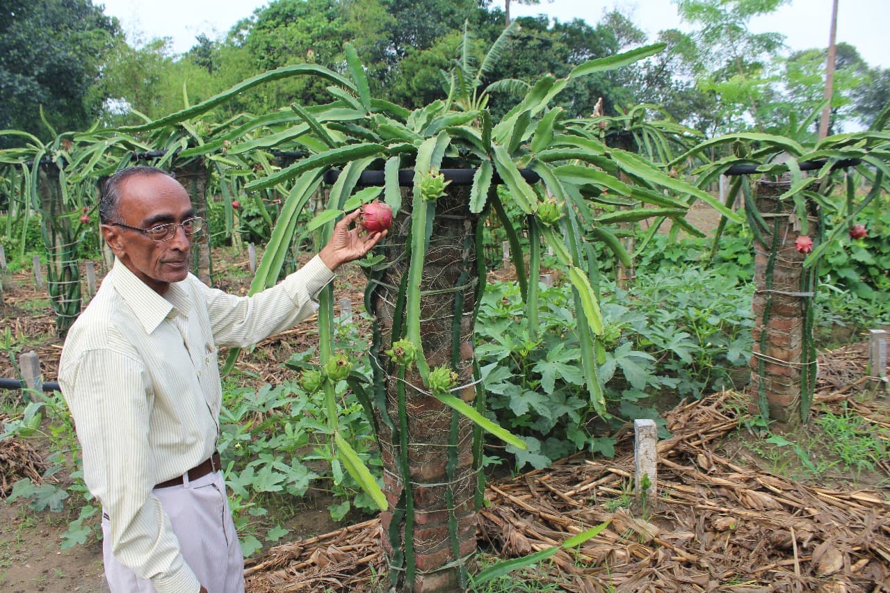 बिहार के नागराज नखत ने स्मार्ट खेती से बदली सीमांचल की पहचान, अब ड्रैगन फ्रूट से हो रही लाखों की आमदनी