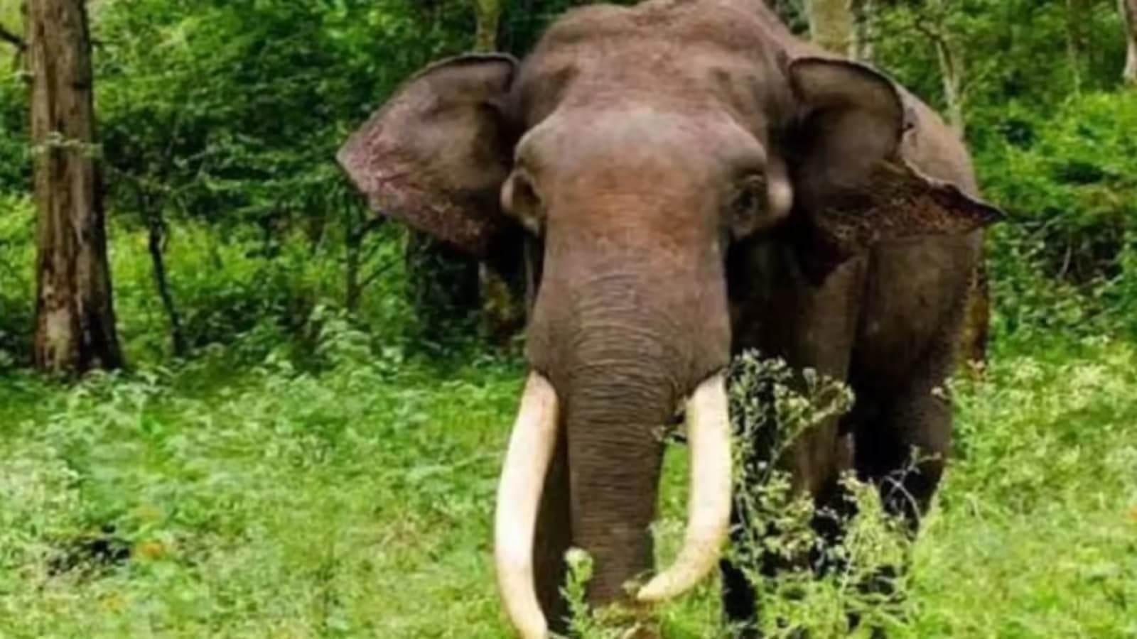 पश्चिमी सिंहभूम में दंतैल हाथी का हमला, महिला की गई जान, पति और 10 वर्षीय बेटा घायल