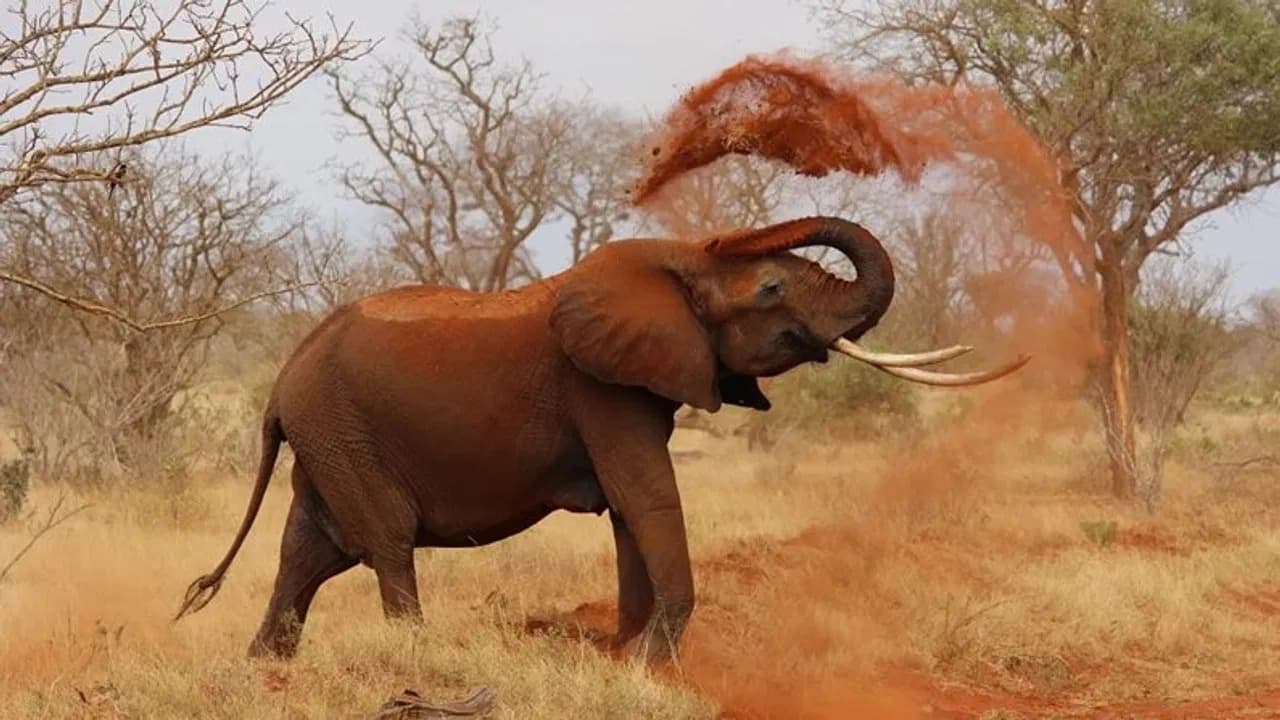 20 जानें लेने वाला खूंखार हाथी झारखंड-ओडिशा बॉर्डर पर घिरा, बनीसागर जंगल में फिर मचा तांडव